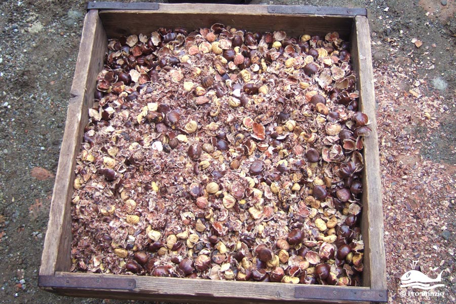 Il risultato della battitura delle castagne Il risultato della battitura delle castagne